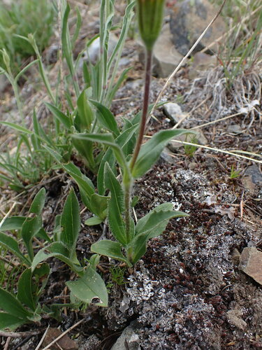 Image of Subalpine Arnica (Arnica rydbergii) by no rights reserved