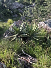 Aloe spicata
