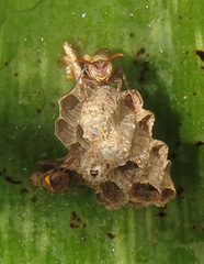 Ropalidia cincta