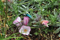 Convolvulus calvertii