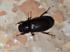 Acrossidius tasmaniae