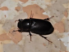 Acrossidius tasmaniae