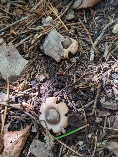 Geastrum morganii