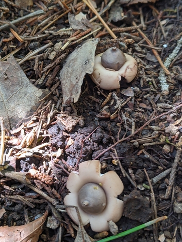 Geastrum morganii (Photo 2 of 2)