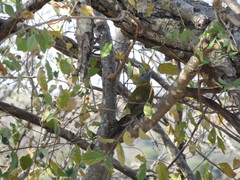 Chloropicus griseocephalus