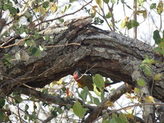 Chloropicus griseocephalus