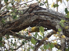 Chloropicus griseocephalus