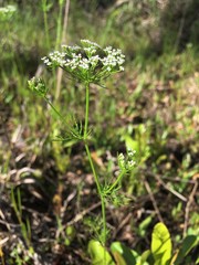 Ptilimnium capillaceum