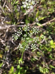 Ptilimnium capillaceum