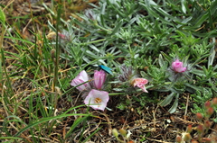 Convolvulus calvertii