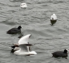 Chroicocephalus ridibundus