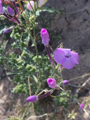 Gilia cana speciosa