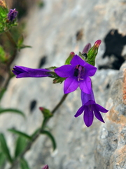 Campanula sibirica taurica
