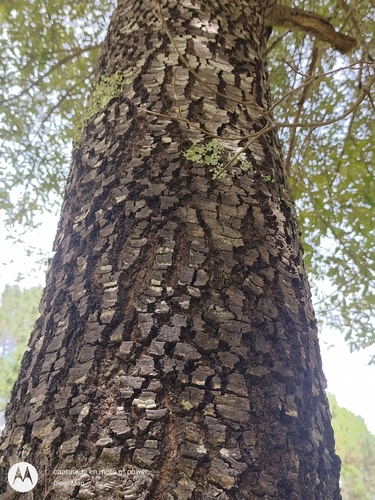 Quercus crispipilis