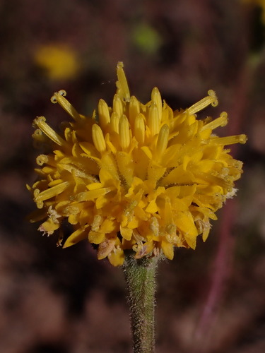 Image of Chaenactis nevii by (c) Nolan Exe, some rights reserved (CC BY)