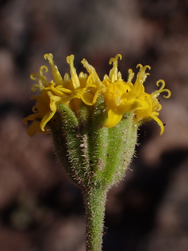 Image of Chaenactis nevii by (c) Nolan Exe, some rights reserved (CC BY)
