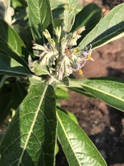 Solanum giganteum