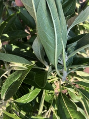 Solanum giganteum