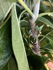 Solanum giganteum