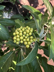 Solanum giganteum