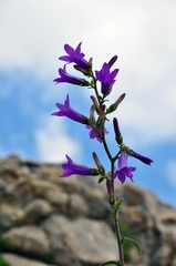 Campanula sibirica taurica