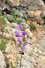 Campanula sibirica taurica