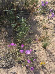 Gilia cana speciosa