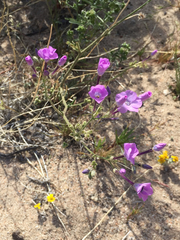 Gilia cana speciosa
