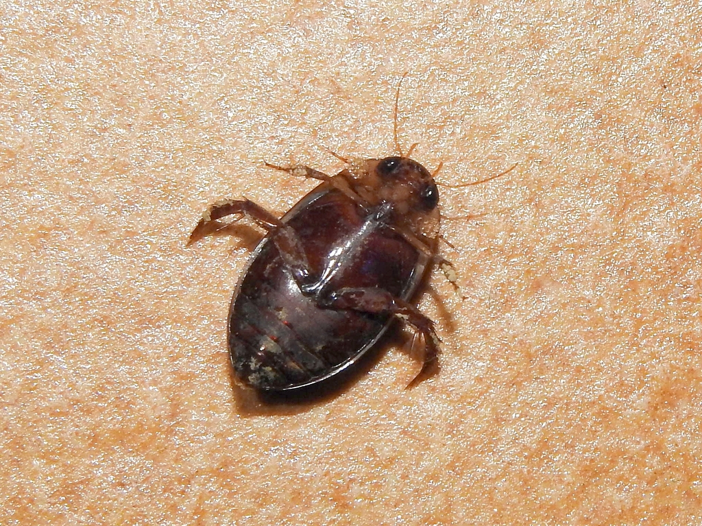Hydaticus leander