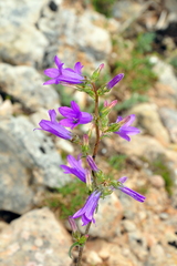 Campanula sibirica taurica