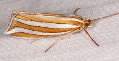 Hednota bivittella