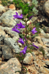 Campanula sibirica taurica