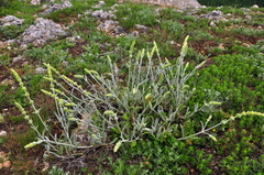 Sideritis taurica