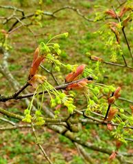Acer leucoderme