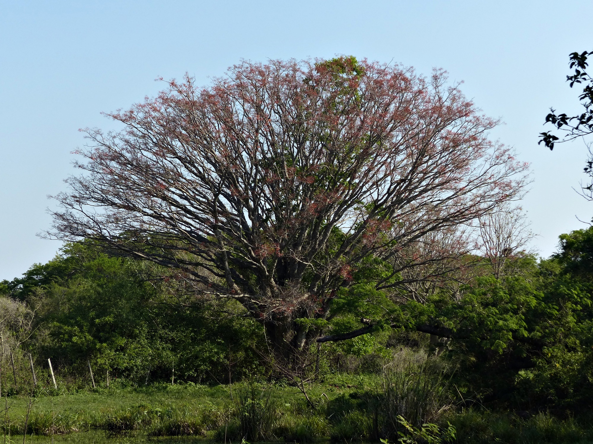 Imagem de Mulungu