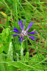 Centaurea fuscomarginata