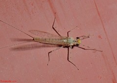 Maccaffertium mediopunctatum