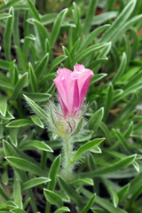 Convolvulus calvertii