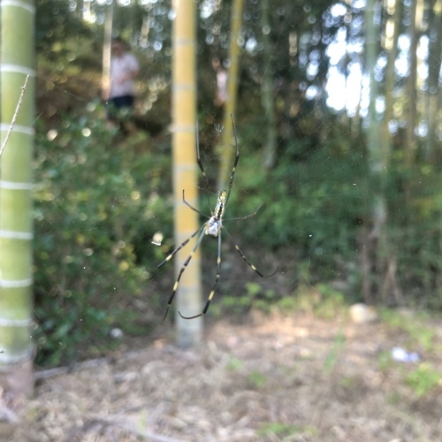 Joro Spider