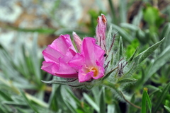 Convolvulus calvertii