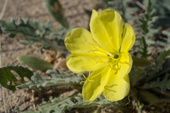 Oenothera primiveris bufonis