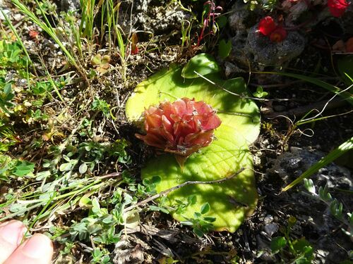 Image of Massonia longipes by (c) Thomas Koffel, some rights reserved (CC BY)