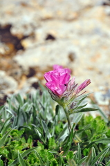 Convolvulus calvertii