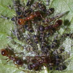 Callipterinella tuberculata