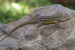 Sceloporus scalaris