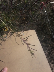 Senecio subulatus