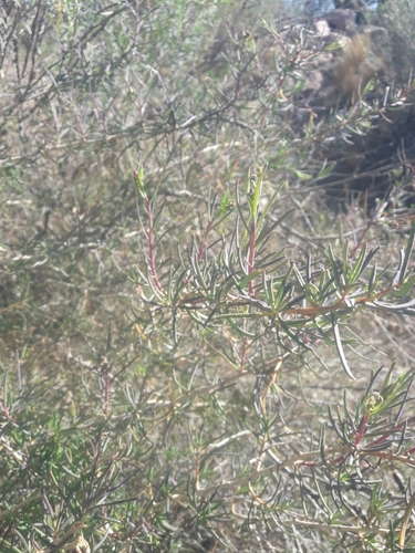 Senecio subulatus, photograph 1