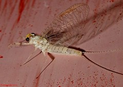 Maccaffertium mediopunctatum