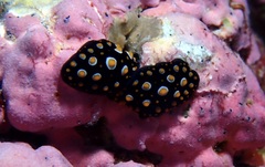 Phyllidia carlsonhoffi