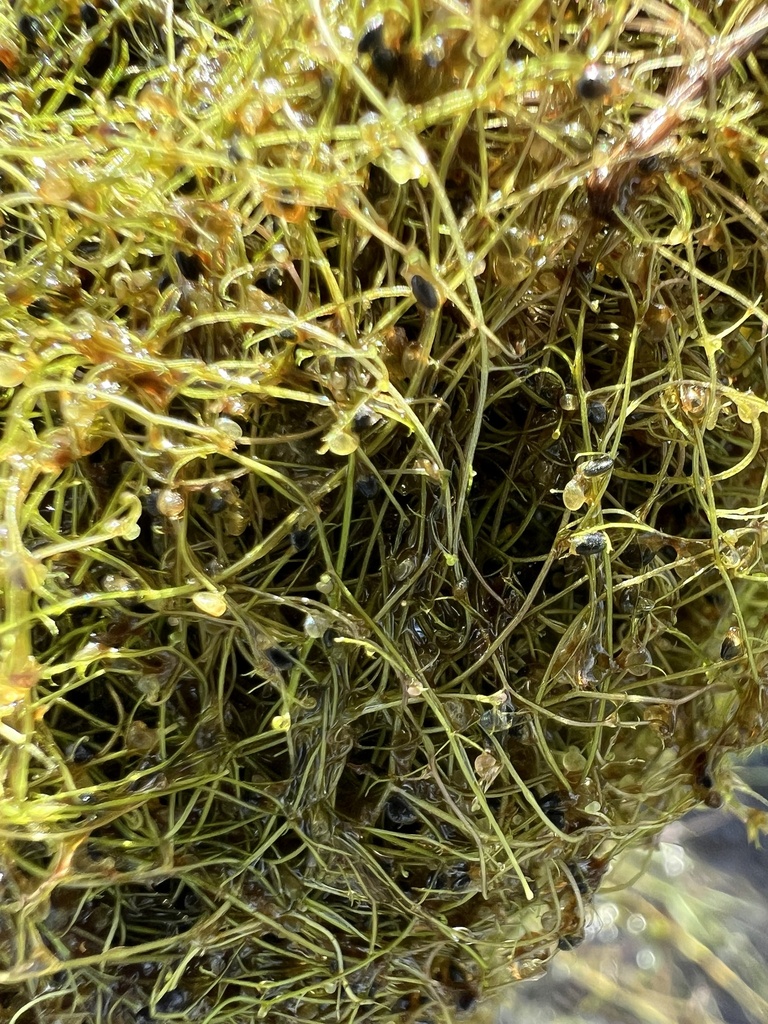 Utricularia olivacea C.Wright ex Griseb.
